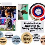 Cute Dogs Pet Photo Collage